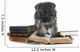 Reading Miniature Schnauzer Puppy Wall Decal