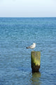 Sea Gull Sitting Wood Wall Decal