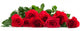 Few Red Roses Wall Decal Panoramic Wall Decal