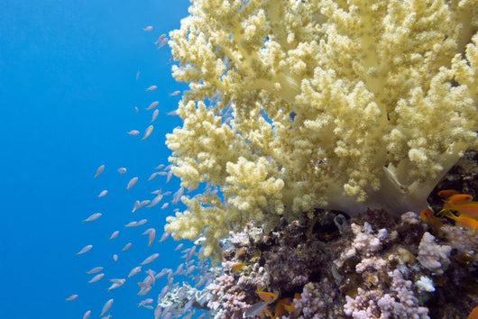 Tropical Sea Coral Underwater Wall Decal