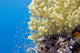 Tropical Sea Coral Underwater Wall Decal