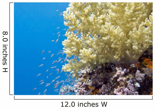 Tropical Sea Coral Underwater Wall Decal