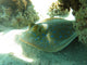 Bluespotted Ribbontail Ray Tropical Wall Decal