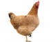 Hen Isolated Wall Decal