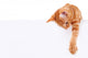 Cat Banner Sign Wall Decal