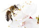 Honeybee and White Flowers Wall Decal