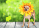 Dog Spring Is Here Wall Decal