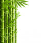 Green Bamboo Grove White Wall Decal