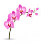 Branch Pink Orchid White Wall Decal