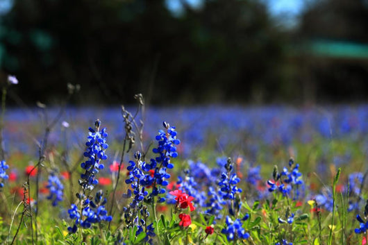 Bluebonnet Fever Wall Decal