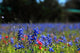 Bluebonnet Fever Wall Decal