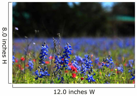 Bluebonnet Fever Wall Decal