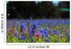 Bluebonnet Fever Wall Decal