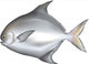 Pomfret Wall Decal