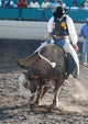 Bull Rider Wall Decal