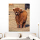 Full Resolution Portrait Highland Wall Decal