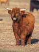 Full Resolution Portrait Highland Wall Decal