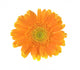 Yellow Flower Gerber White Wall Decal