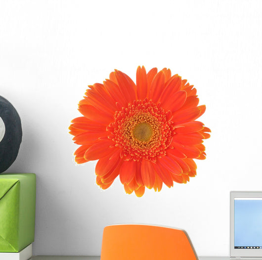 Orange Flower Gerber White Wall Decal