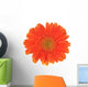 Orange Flower Gerber White Wall Decal