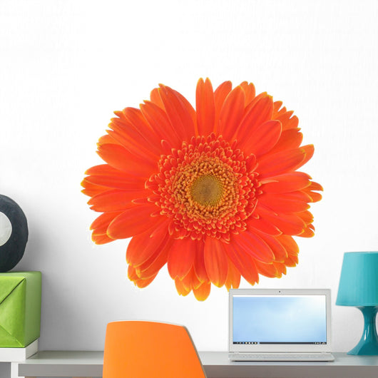 Orange Flower Gerber White Wall Decal