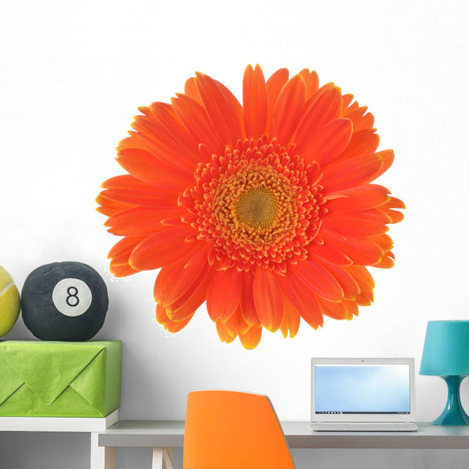 Orange Flower Gerber White Wall Decal