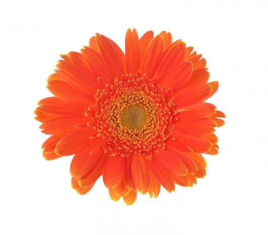 Orange Flower Gerber White Wall Decal