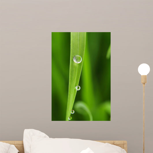 Dew Drops Fresh Green Wall Decal