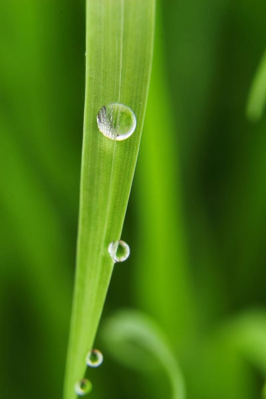 Dew Drops Fresh Green Wall Decal