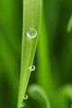 Dew Drops Fresh Green Wall Decal