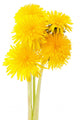 Dandelions White Wall Decal