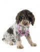 Romagna Water Dog Wall Decal