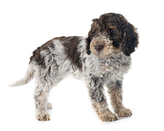 Romagna Water Dog Wall Decal