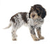 Romagna Water Dog Wall Decal