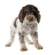 Romagna Water Dog Wall Decal