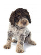 Romagna Water Dog Wall Decal