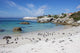 Famous Penguin Colony Boulders Wall Decal