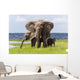 African Elephant Family Chobe Wall Decal