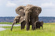 African Elephant Family Chobe Wall Decal