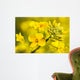 Canola Flower Wall Decal