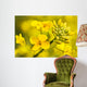 Canola Flower Wall Decal