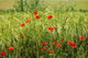 Poppies Field Wheat Wall Decal