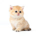 Little Kitten Wall Decal