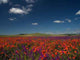 Field Wall Decal