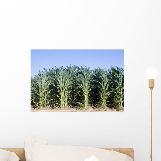 Cornfield Wall Decal
