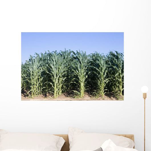 Cornfield Wall Decal