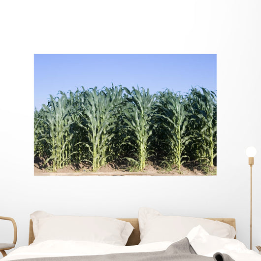 Cornfield Wall Decal