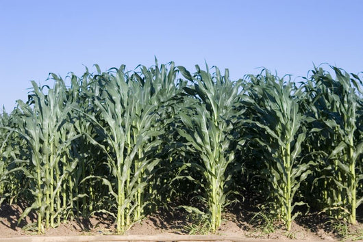 Cornfield Wall Decal