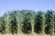 Cornfield Wall Decal