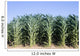 Cornfield Wall Decal